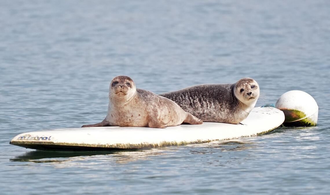 Zwei Robben haben es sich auf einem Surfbrett bequem gemacht.