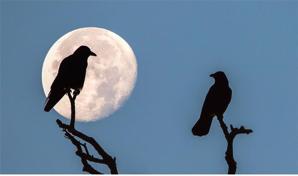 Zwei Saatkrähen (Corvus frugilegus) sitzen bei Vollmond auf einem Ast. Bis in die 1970er Jahre waren die Tiere in Deutschland so gut wie ausgerottet..