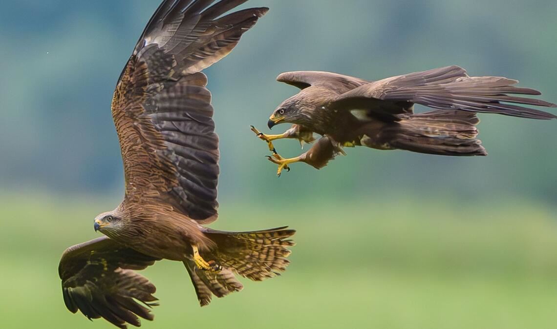 Zwei Schwarzmilane (Milvus migrans) liefern sich in der Luft über einer Hügellandschaft bei Lietzen eine spektakuläre Verfolgungsjagd.