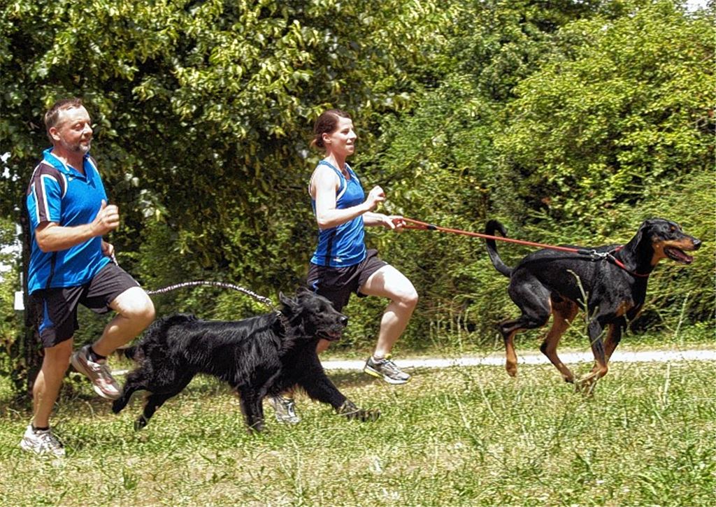 Zwei Südwestdeutsche Vizemeister aus Mühlacker: Thomas Fais/Bentley (Flat Coated Retriever) und Christine Pflüger mit Lui (Dobermann-Mischling) bei der Vorbereitung zu ihrem Geländelauf über 2000 Meter.