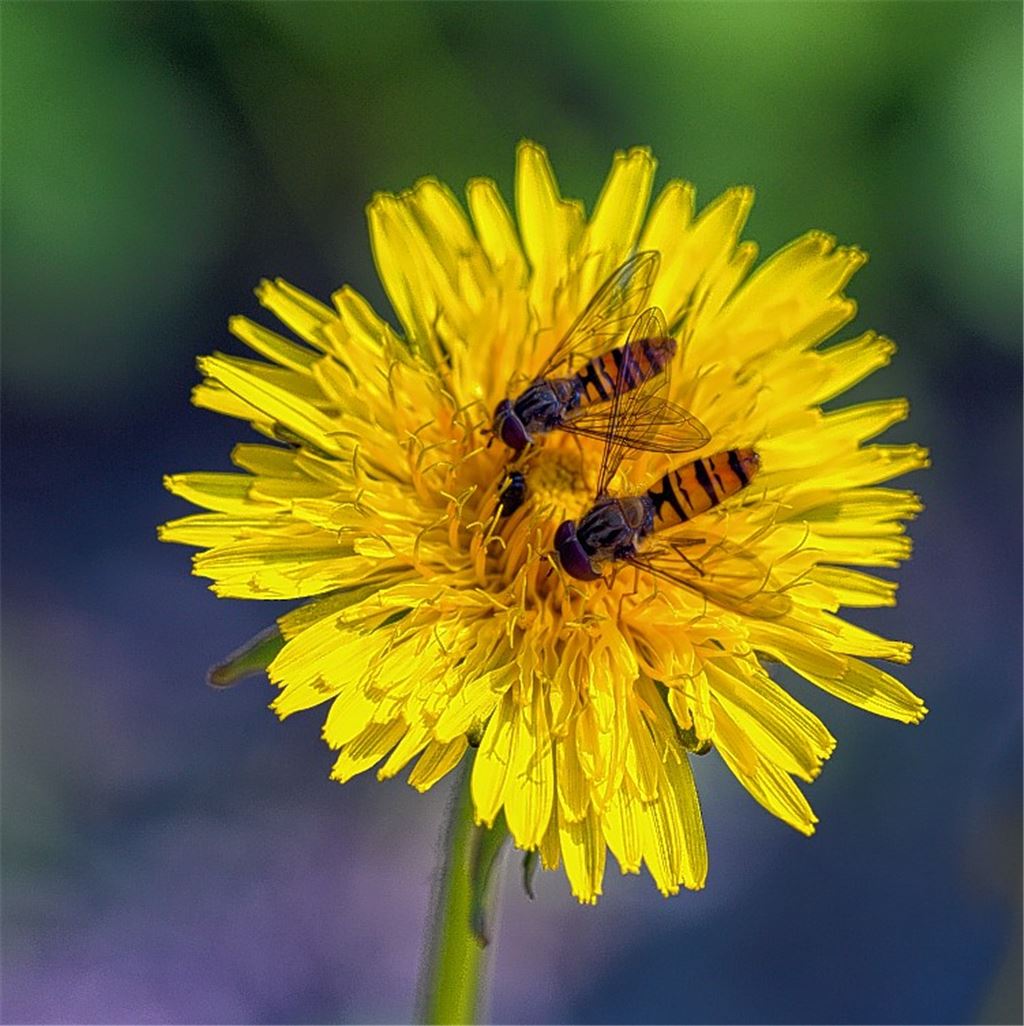 Herbstfarben