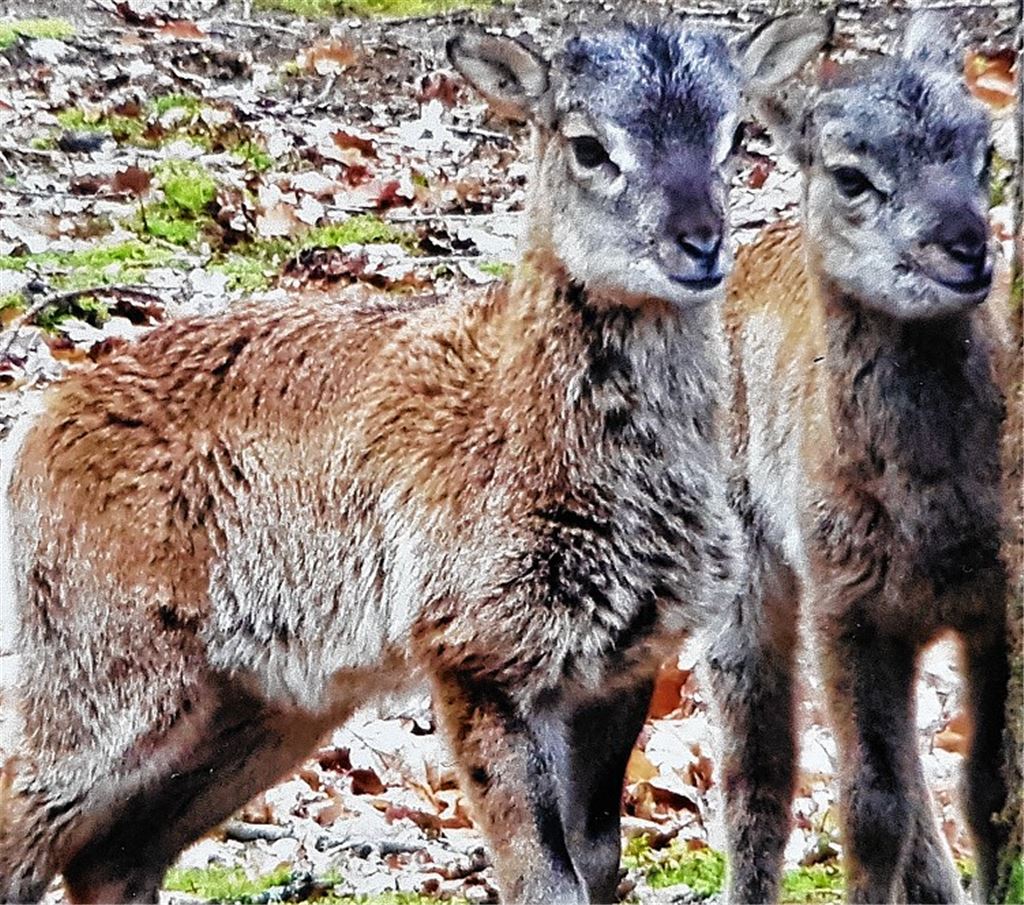 Nachwuchs freut Tierliebhaber