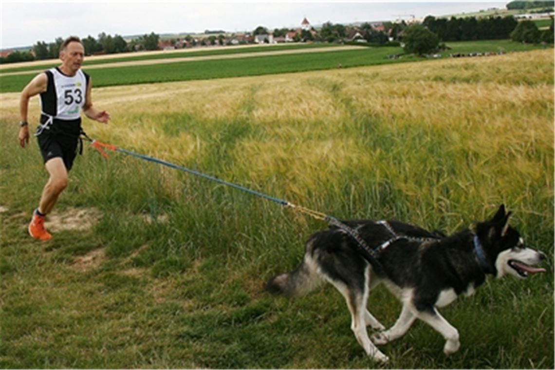 Zwei erfolgreiche Sportler der jüngeren Vergangenheit beim Hundesportverein Mühlacker: Hartmut Herrigel mit seinem Vierbeiner Flynn (Alaskan Malamute) im Geländelauf über 2000 Meter. Fotos: Archiv