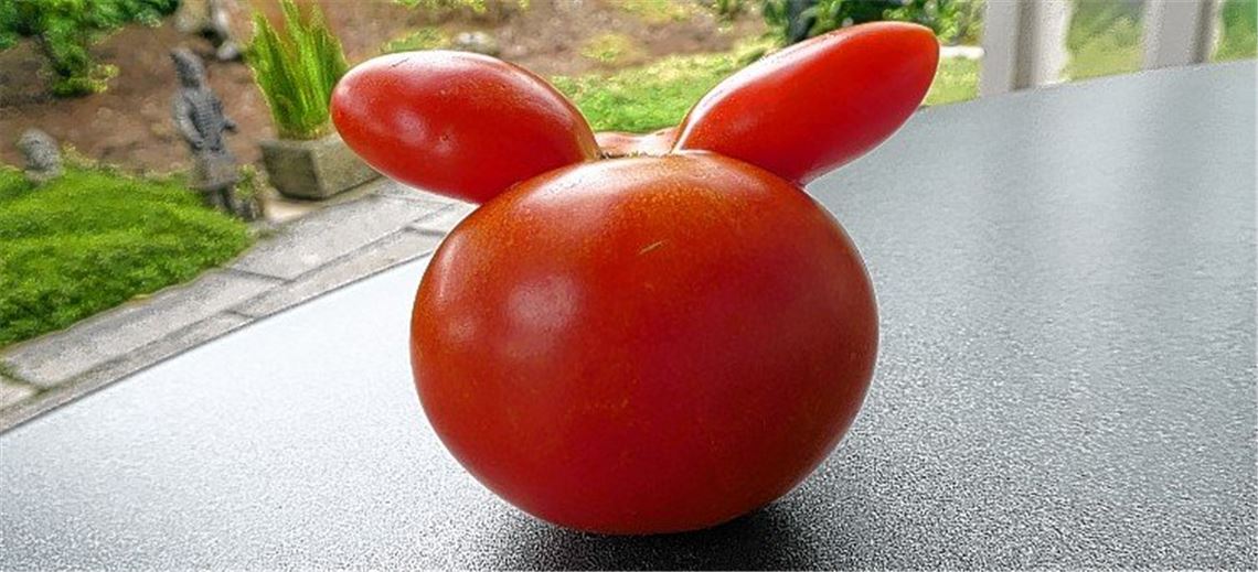 Zweiohr-Tomate mit Filmstar-Potenzial.