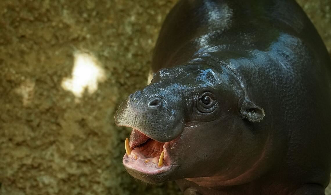 Mini-Hippo Toni ist in Frankreich angekommen Zwergflusspferd Toni ist gut in Frankreich angekommen. (Archivbild)