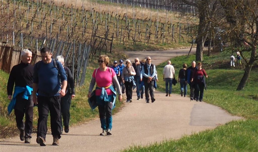 Zwischen Reben und Hügeln: Viele Wanderer sind beim Volkswandertag durch die Diefenbacher Weinberge unterwegs. 