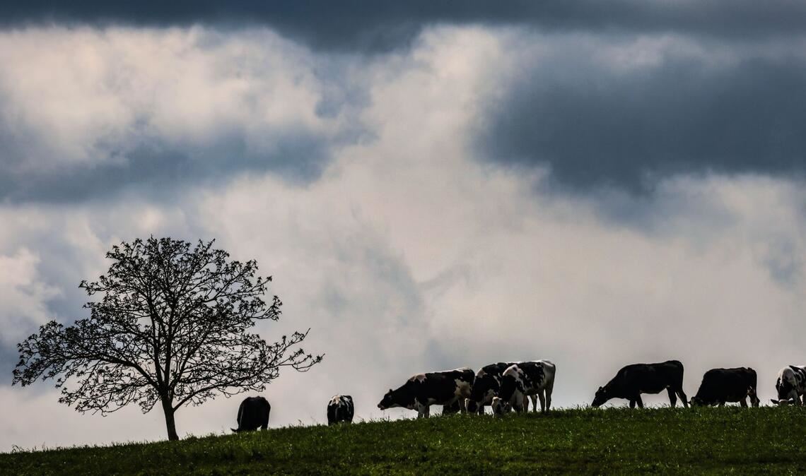 Zwischen dem Alpenrand und der Lausitz werden laut DWD am Montag teils starke Gewitter erwartet. (Archivbild)
