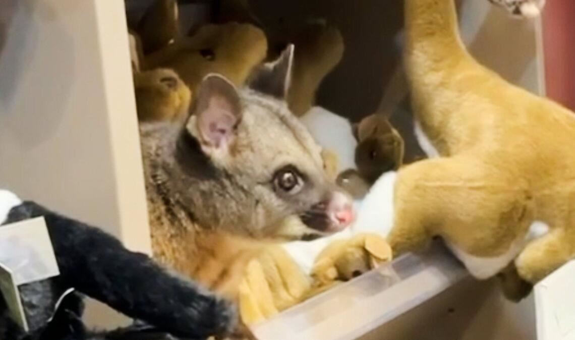 Zwischen kuscheligen Kängurus blickte plötzlich ein tierischer Gast einem Kunden entgegen.