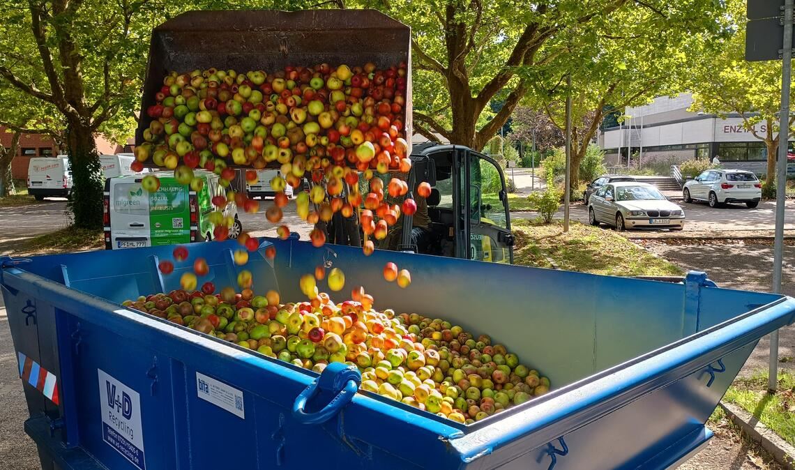 „mlgreen“ bezahlt für ungespritzte Äpfel von heimischen Streuobstwiesen 20 Euro je 100 Kilogramm. Symbolbild: Miteinanderleben