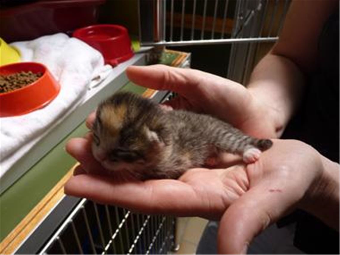 n Enzberg wurden Katzenbabys in einem Pappkarton ausgesetzt. Nun werden sie im Tierheim versorgt.  Foto: Roth