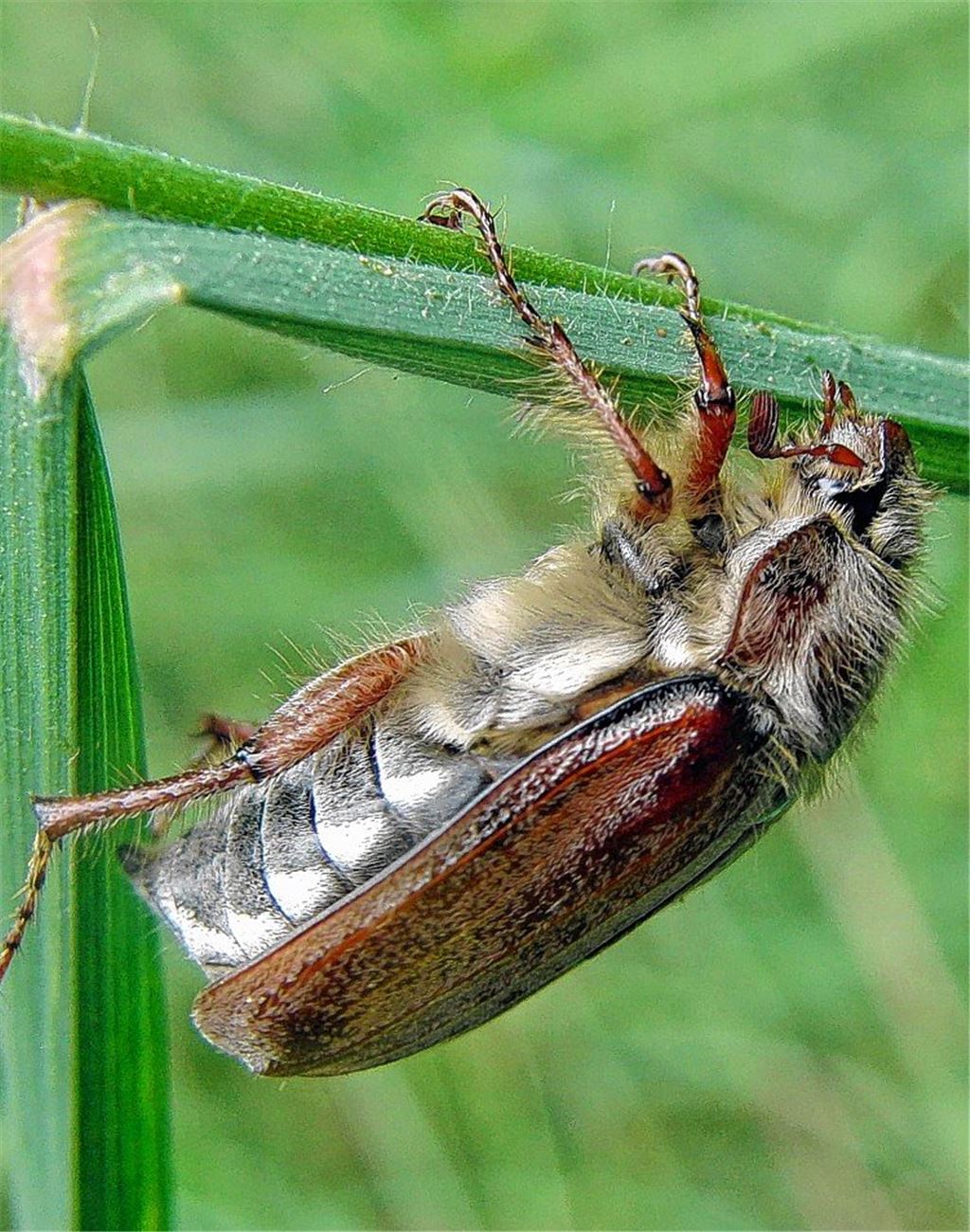 Vögel fliegen auf den Maikäfer