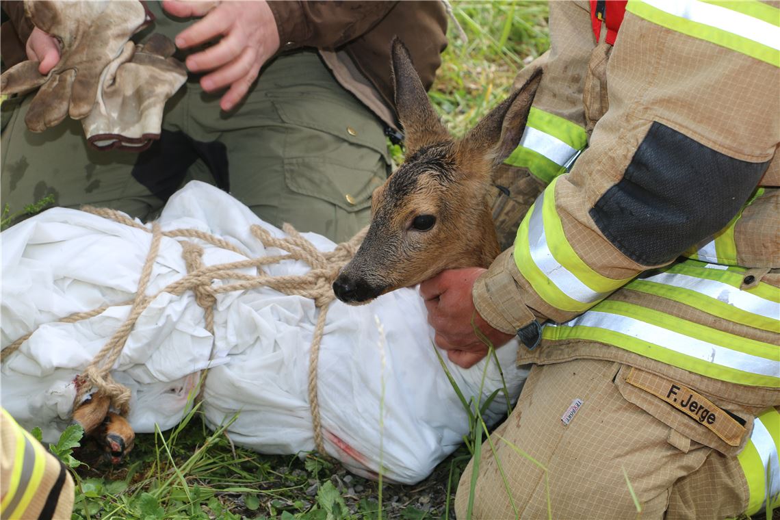 Einsatz in Enzberg: Feuerwehr rettet junges Reh aus der Enz 910_0008_172729_ts_Reh_wird_versorgt