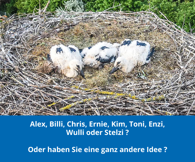 Storch-4